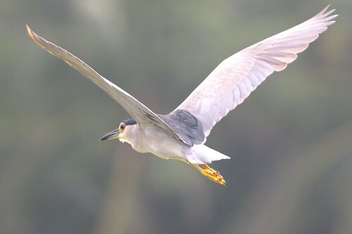 iNaturalist image