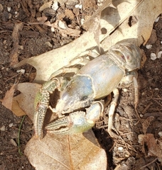 Lacunicambarus nebrascensis