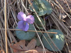 Viola walteri