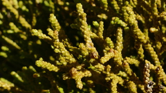 Lepidothamnus intermedius