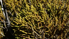 Lepidothamnus intermedius