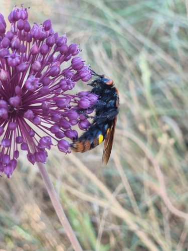 Mammoth Scoliid Wasp