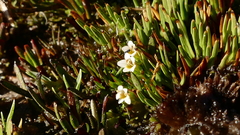 Euphrasia repens