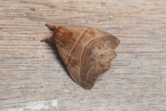 Hylesia lineata