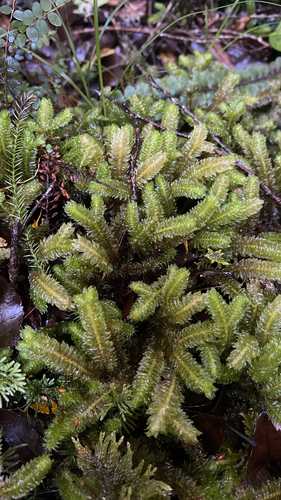 Schistochila nobilis observed 2026-06-07