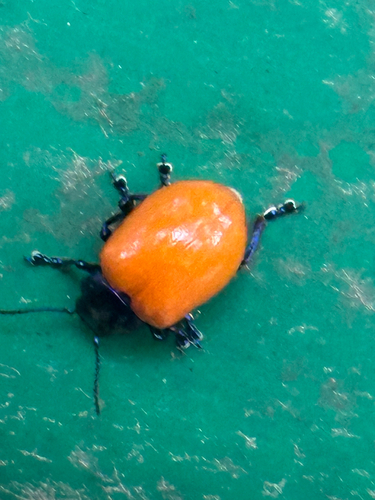 Humba cyanicollis