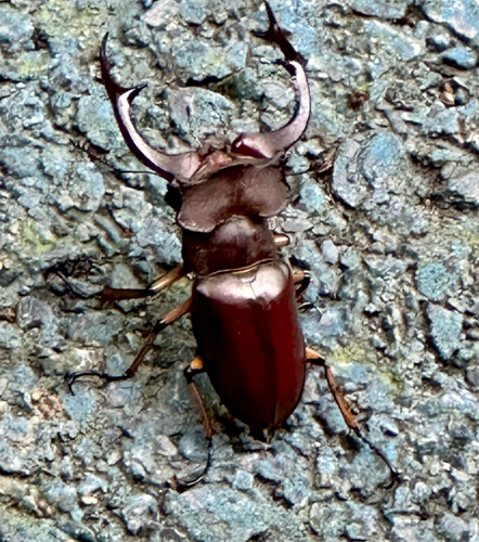 Lucanus fairmairei