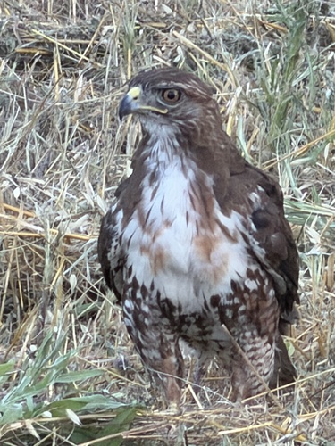 Red-tailed Hawk