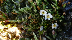 Euphrasia repens