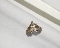 Neargyractis slossonalis