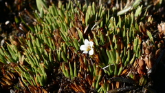 Euphrasia repens