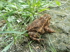 Ingerophrynus biporcatus