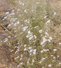 Jamesbrittenia ramosissima