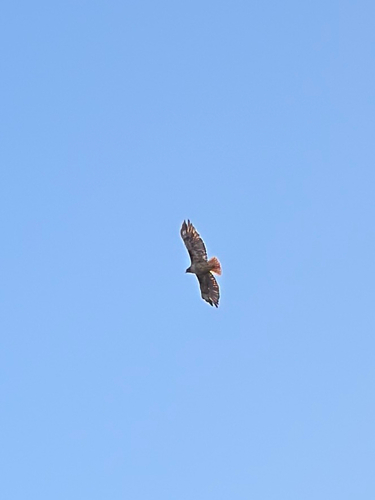 Red-tailed Hawk