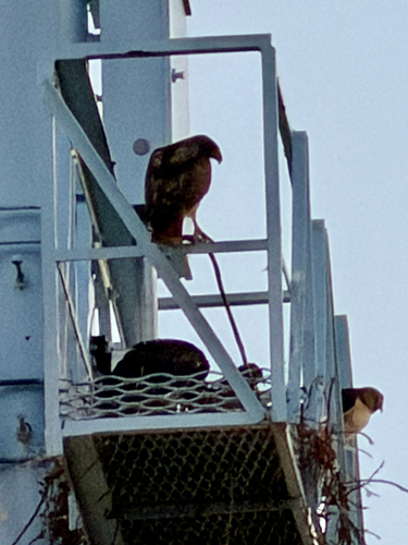 Red-tailed Hawk