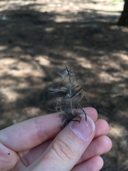 Otus scops