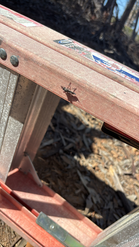 Longhorn Cactus Fly