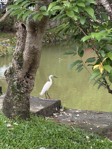 iNaturalist image