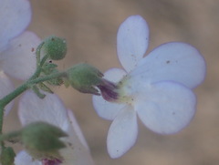 Jamesbrittenia ramosissima