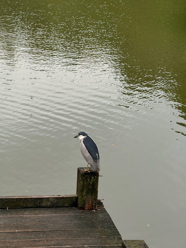 iNaturalist image