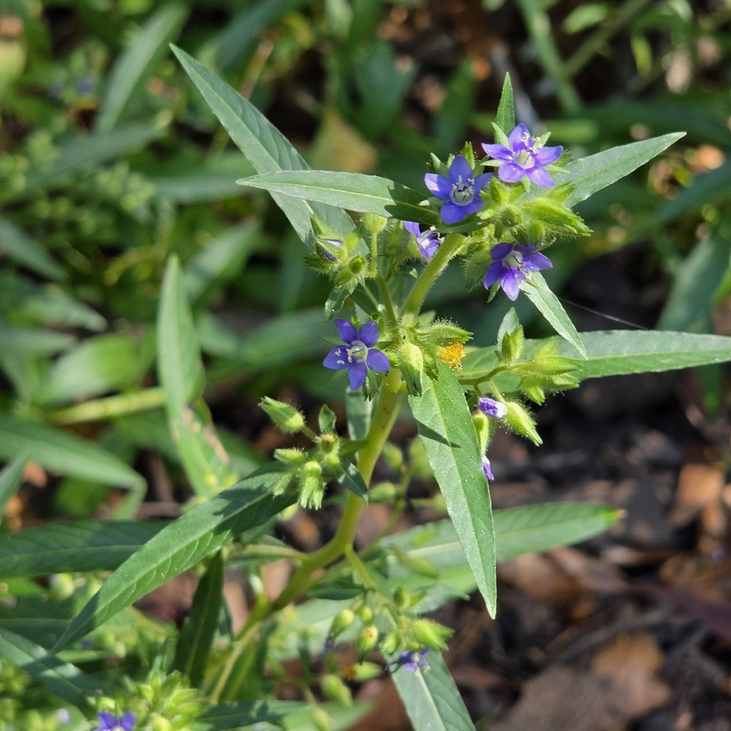 Hydrolea zeylanica; photograph (c) Martin Rady, some rights reserved (CC BY)