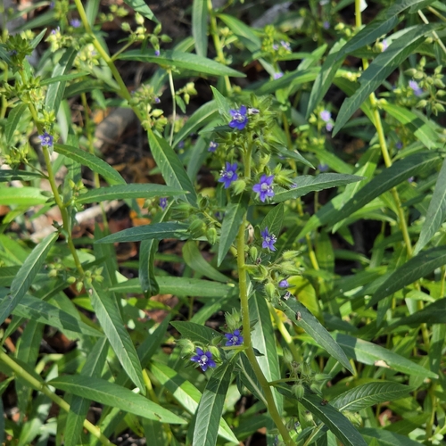 Hydrolea zeylanica, photograph 1
