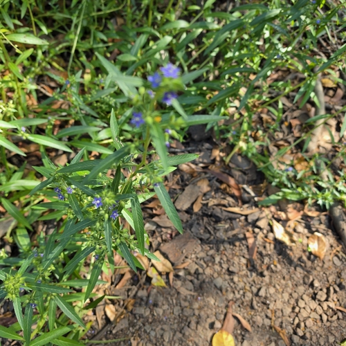 Hydrolea zeylanica, photograph 2