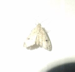 Abablemma brimleyana