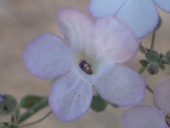 Jamesbrittenia ramosissima