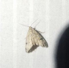 Abablemma brimleyana