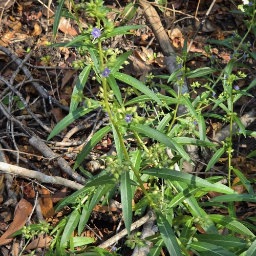 Hydrolea zeylanica, photograph 4