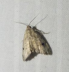 Abablemma brimleyana