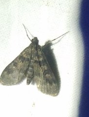 Penestola bufalis