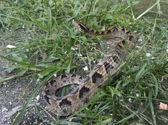 Calloselasma rhodostoma