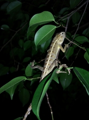 Calotes versicolor