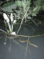 Enhydris enhydris