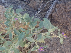 Solanum burchellii