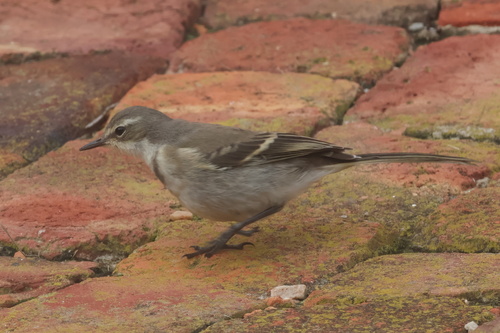 iNaturalist image