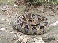 Calloselasma rhodostoma