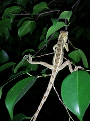 Calotes versicolor