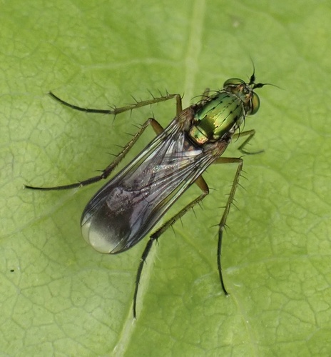 Semaphore Fly, Graafland, Groot-Ammers, South Holland, NL, photo 7 of 10