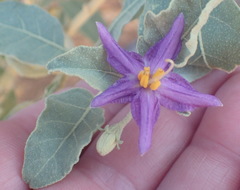 Solanum burchellii
