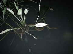 Enhydris enhydris