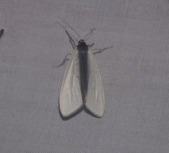 Agylla separata