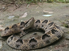 Calloselasma rhodostoma