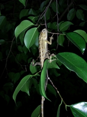 Calotes versicolor