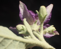 Solanum burchellii