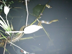 Enhydris enhydris