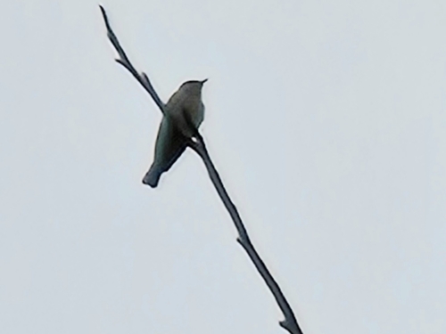 Spotted Flycatcher