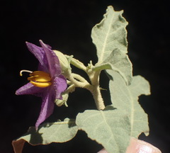 Solanum burchellii
